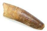 Fossil Spinosaurus Tooth - Feeding Worn Tooth #372890-1
